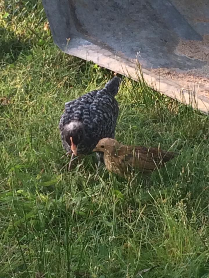 how quickly they grow up