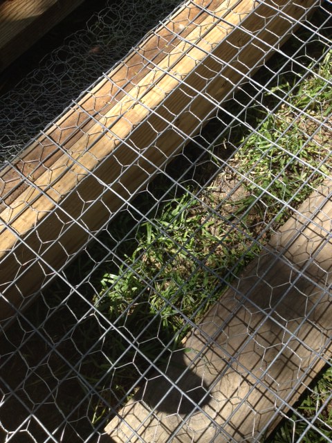 How we did our wire. The chicken wire is on first then we added welded wire.
