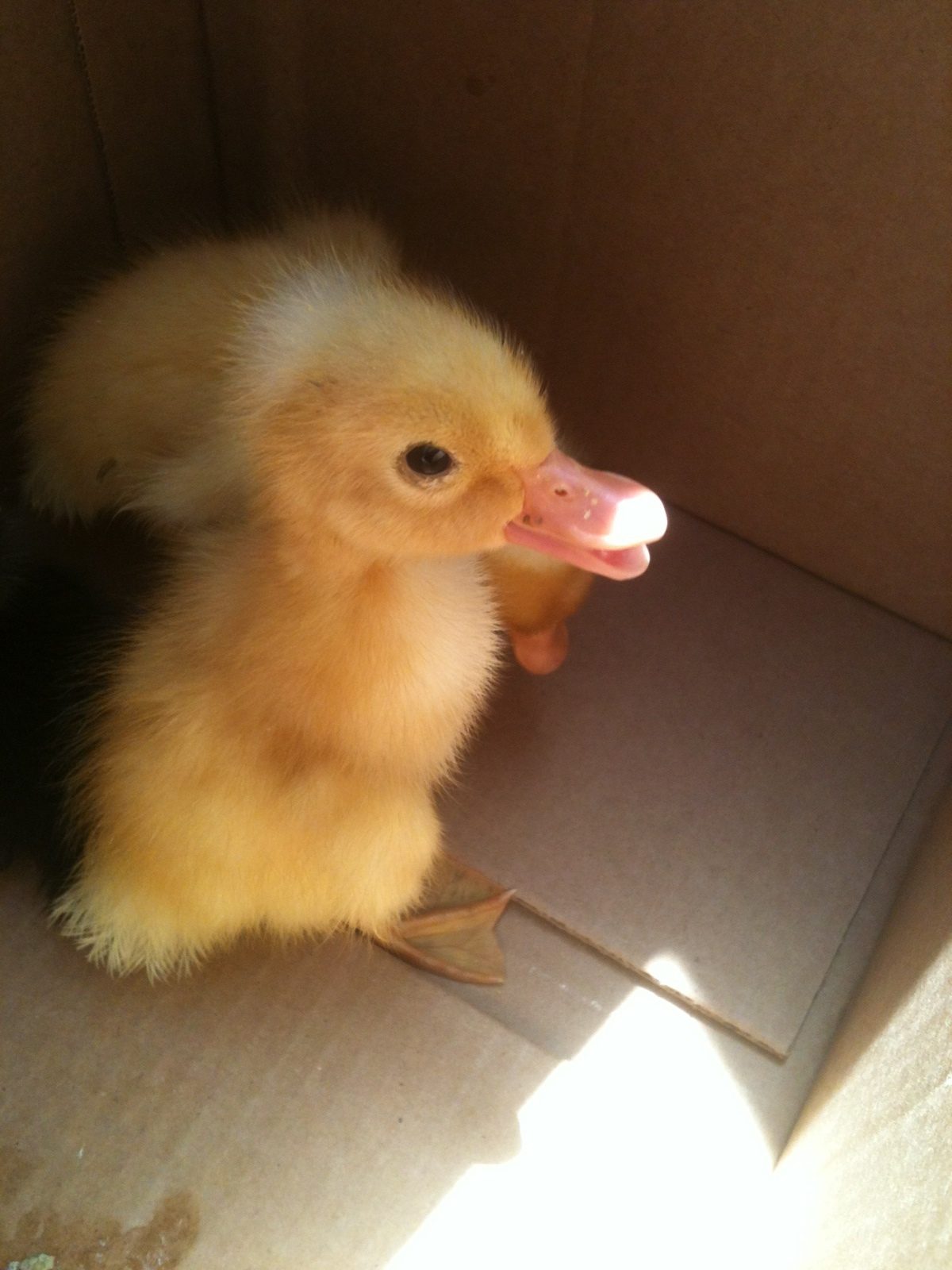 Howard, my white crested duckling on his first day home.