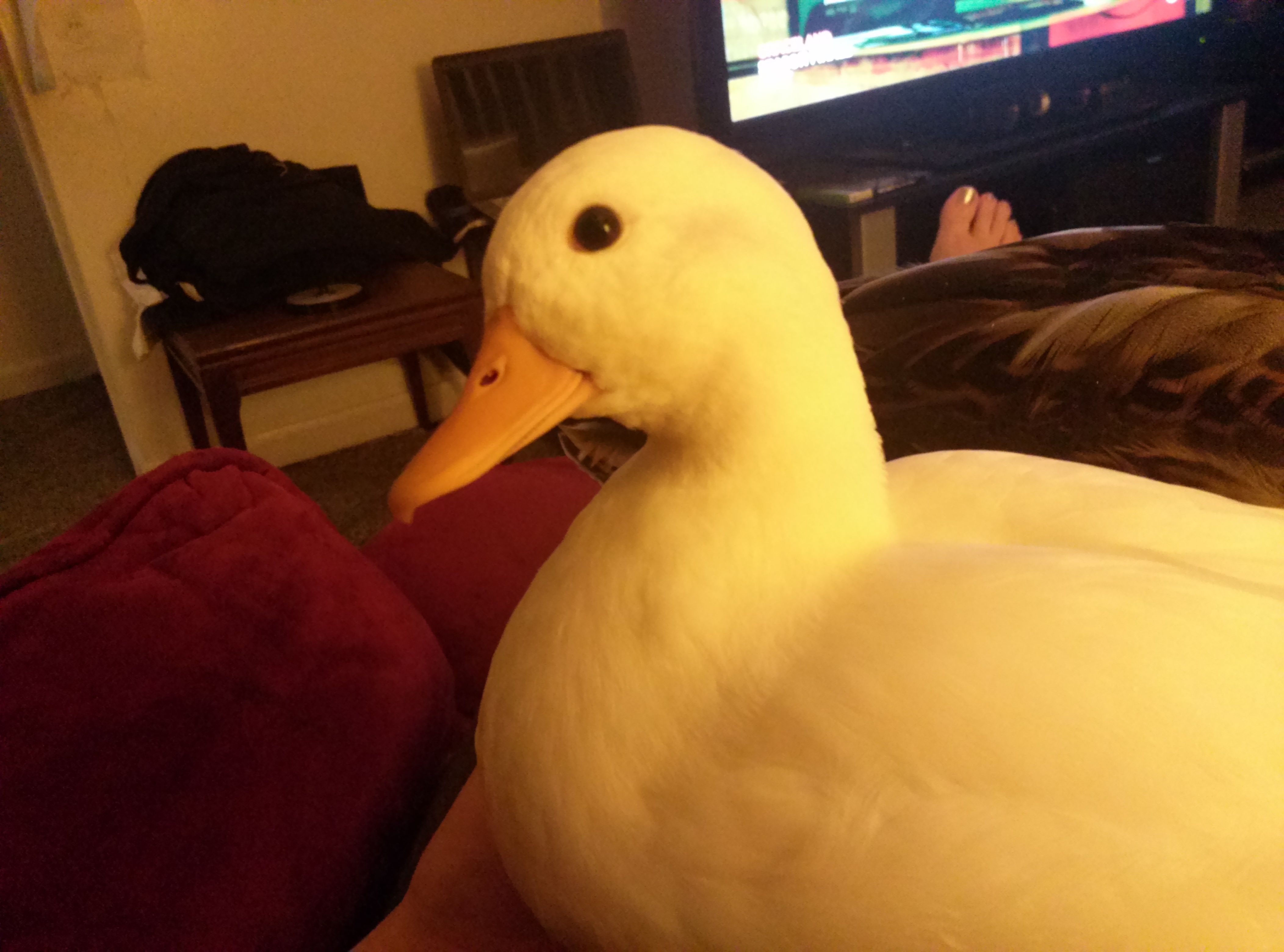 Howard the duck