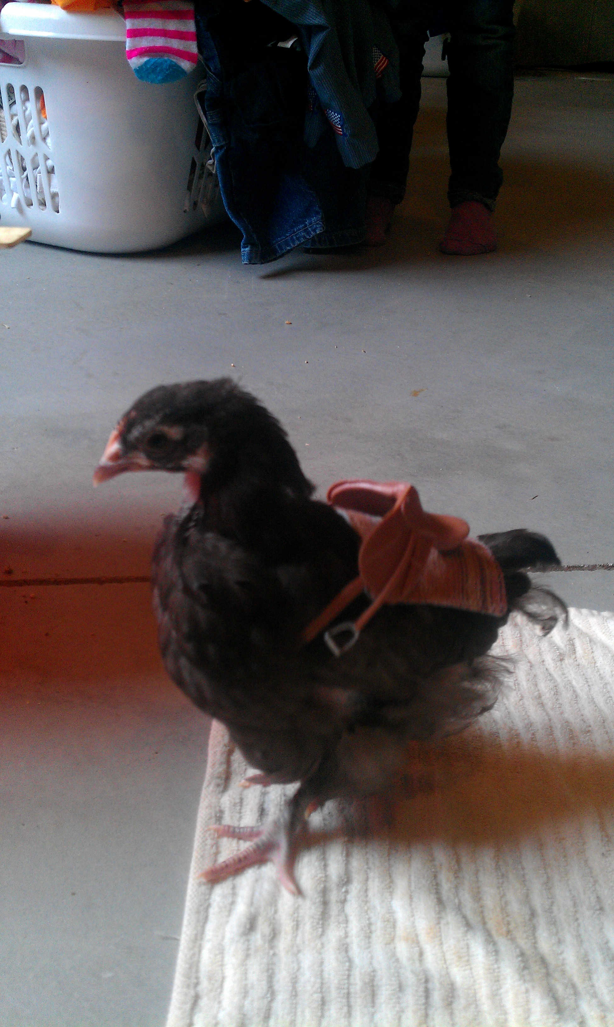 How's this for a chicken saddle