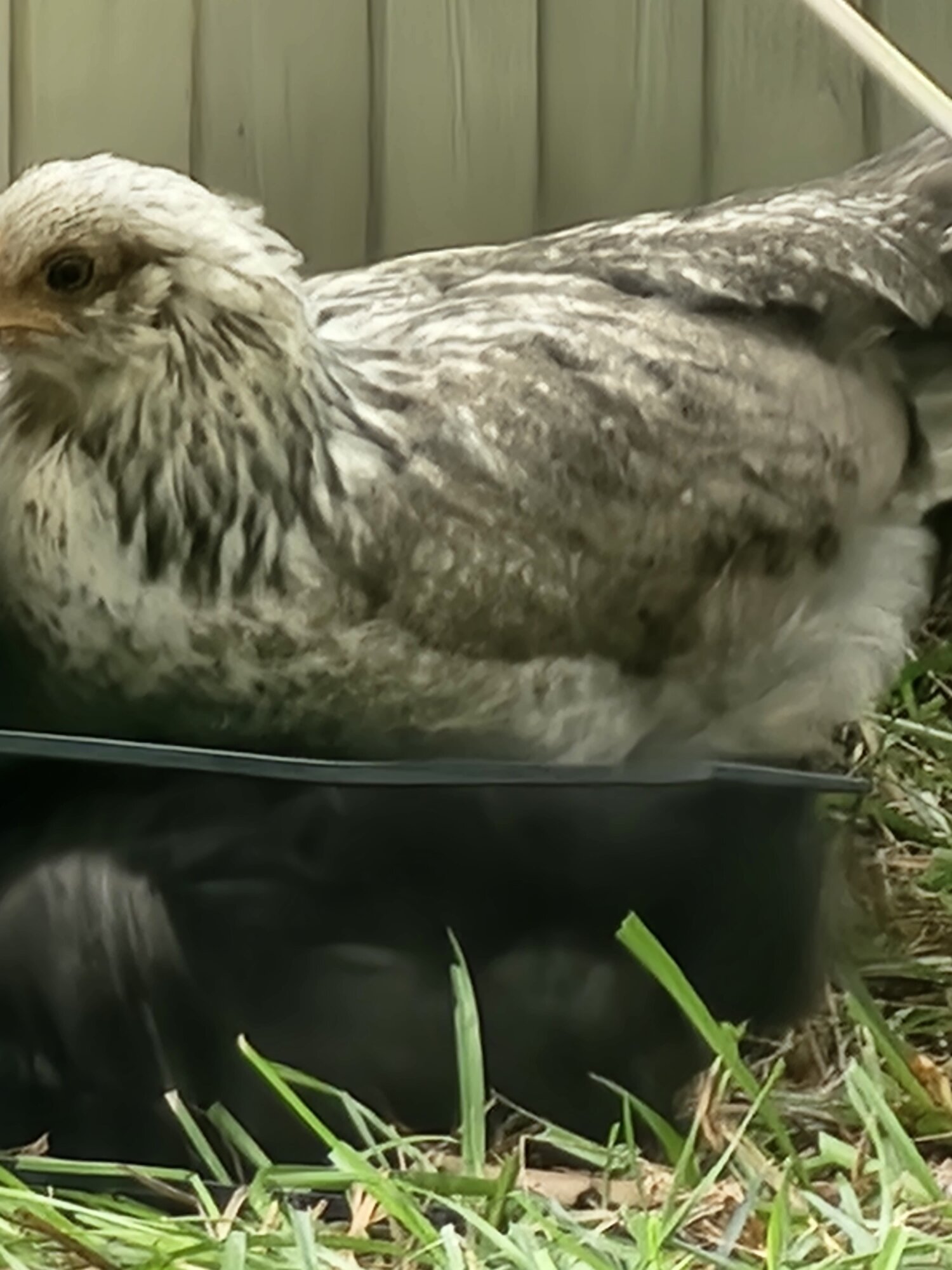 Hsrley didn't care about feelings