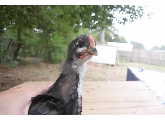 http://im1.shutterfly.com/media/47a2db08b3127ccef06e2a4ef30b00000030O00AYsWTRu4ZtGIPbz4U/cC/f%3D0/ps%3D50/r%3D0/rx%3D550/ry%3D400/