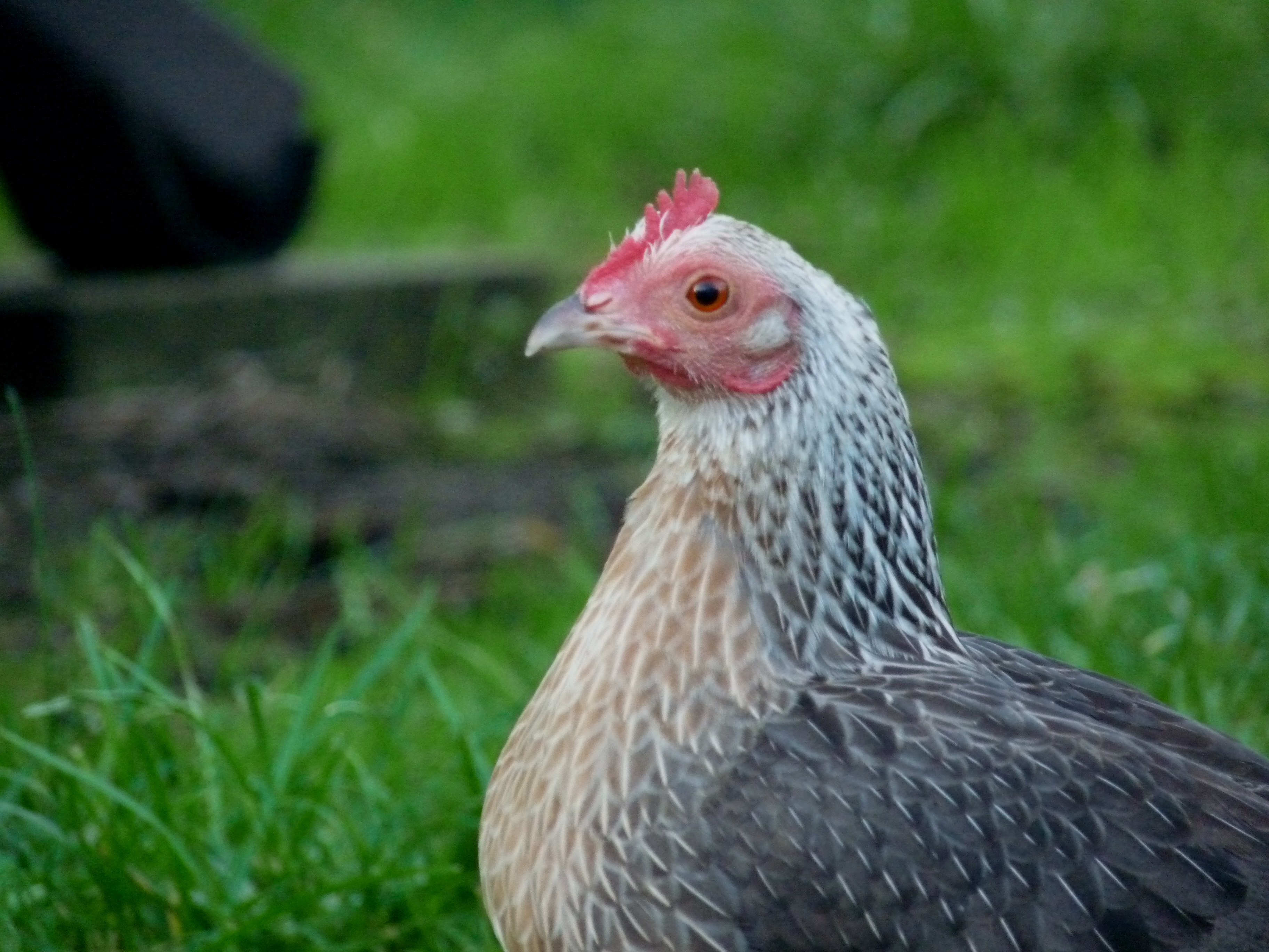 http://www.backyardchickens.com/content/type/61/id/5358711/