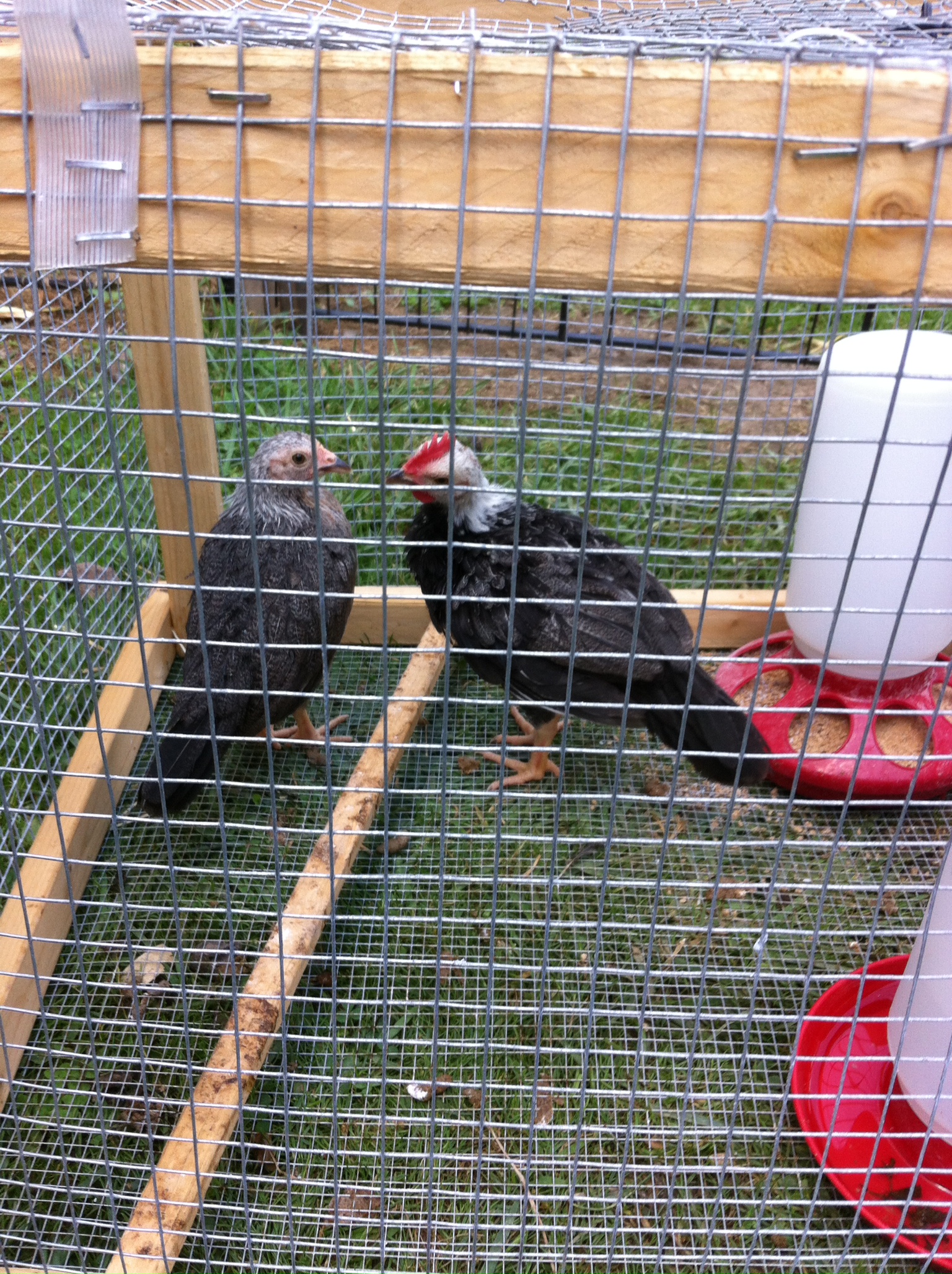 http://www.backyardchickens.com/image/id/17158270/width/240/height/240/flags/LM