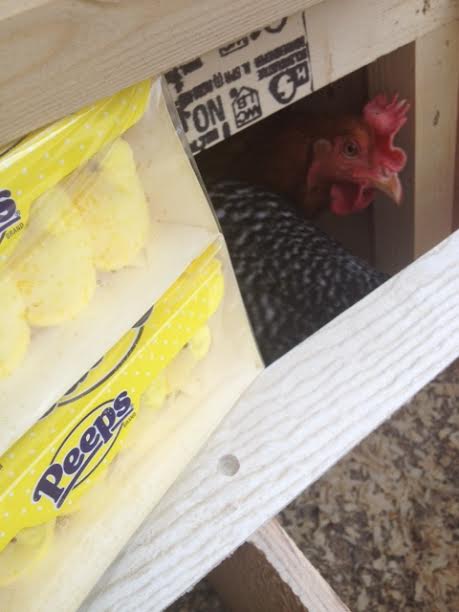 http://www.nashvillescene.com/pitw/archives/2014/01/22/chicken-run-council-votes-to-allow-backyard-chickens-countywide

1/22/2014 update