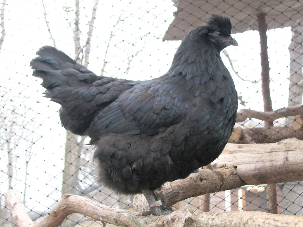 Huastec hen