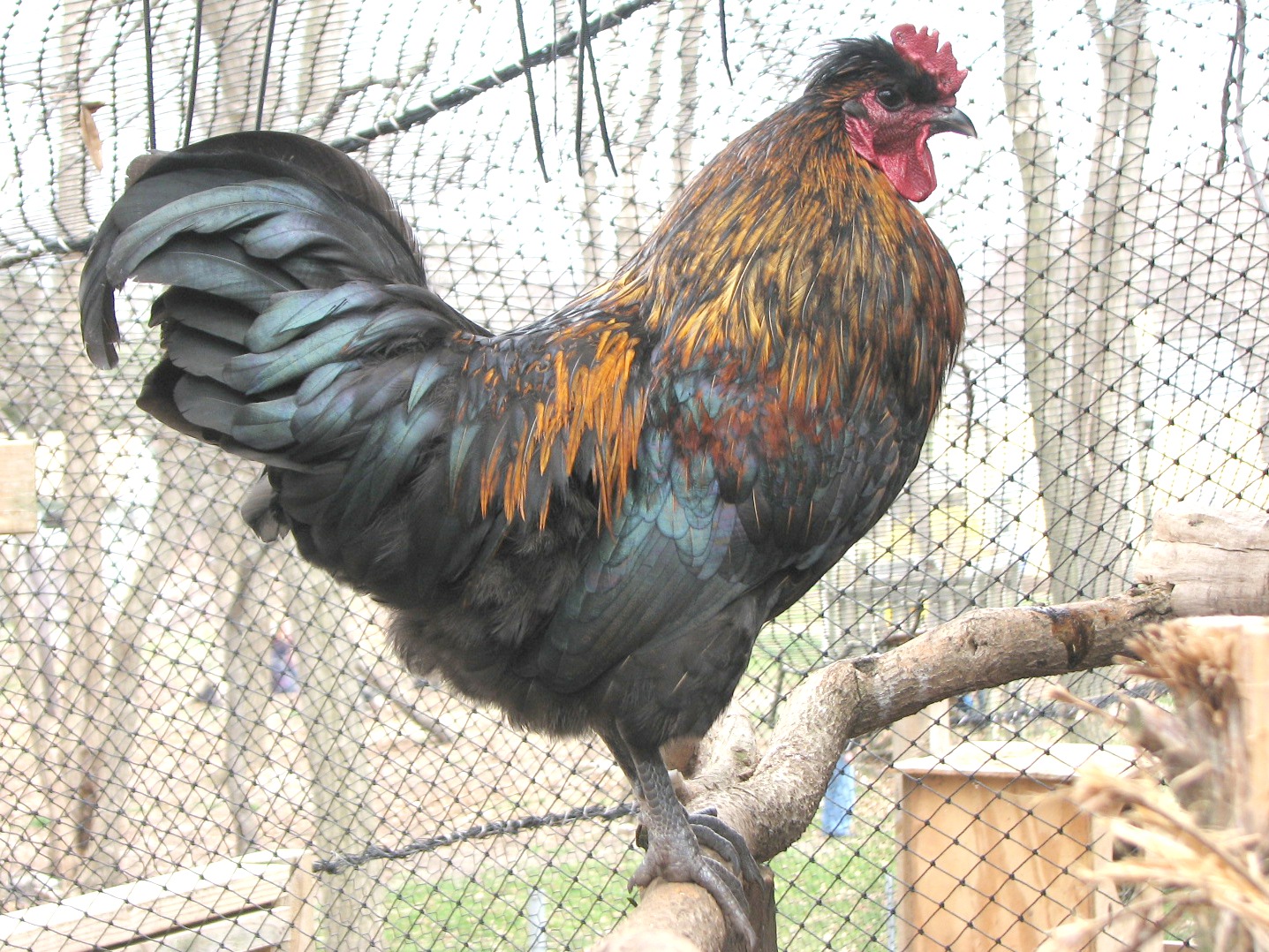 Huastec rooster