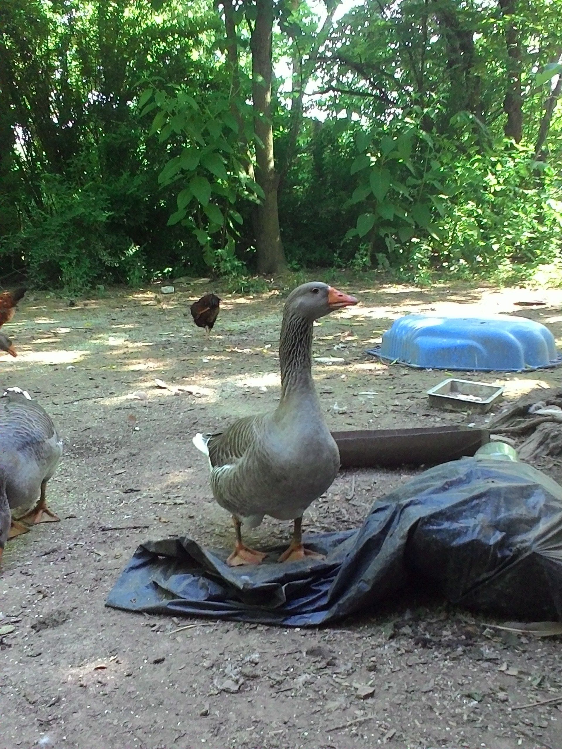 Hub my gander
