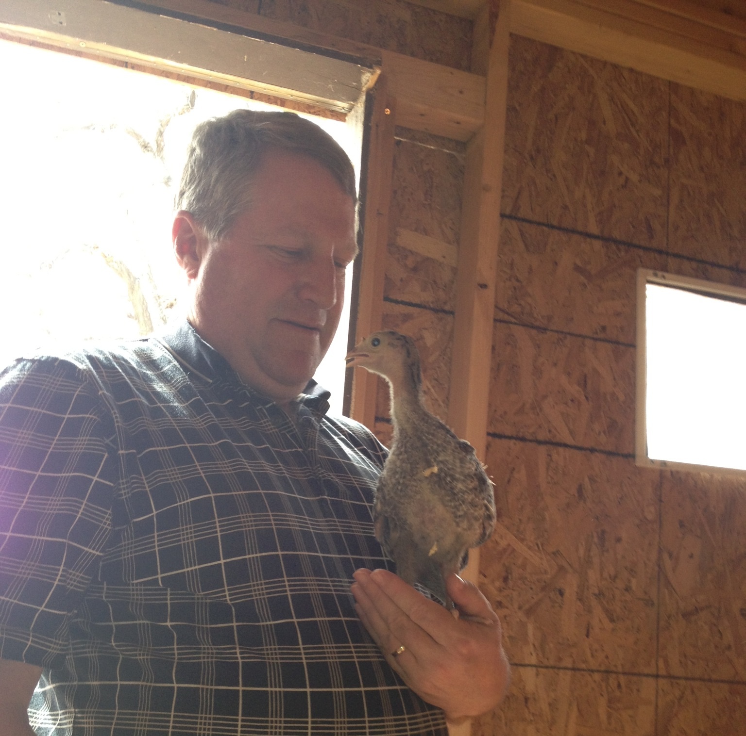 Hubby having a chat with the poult