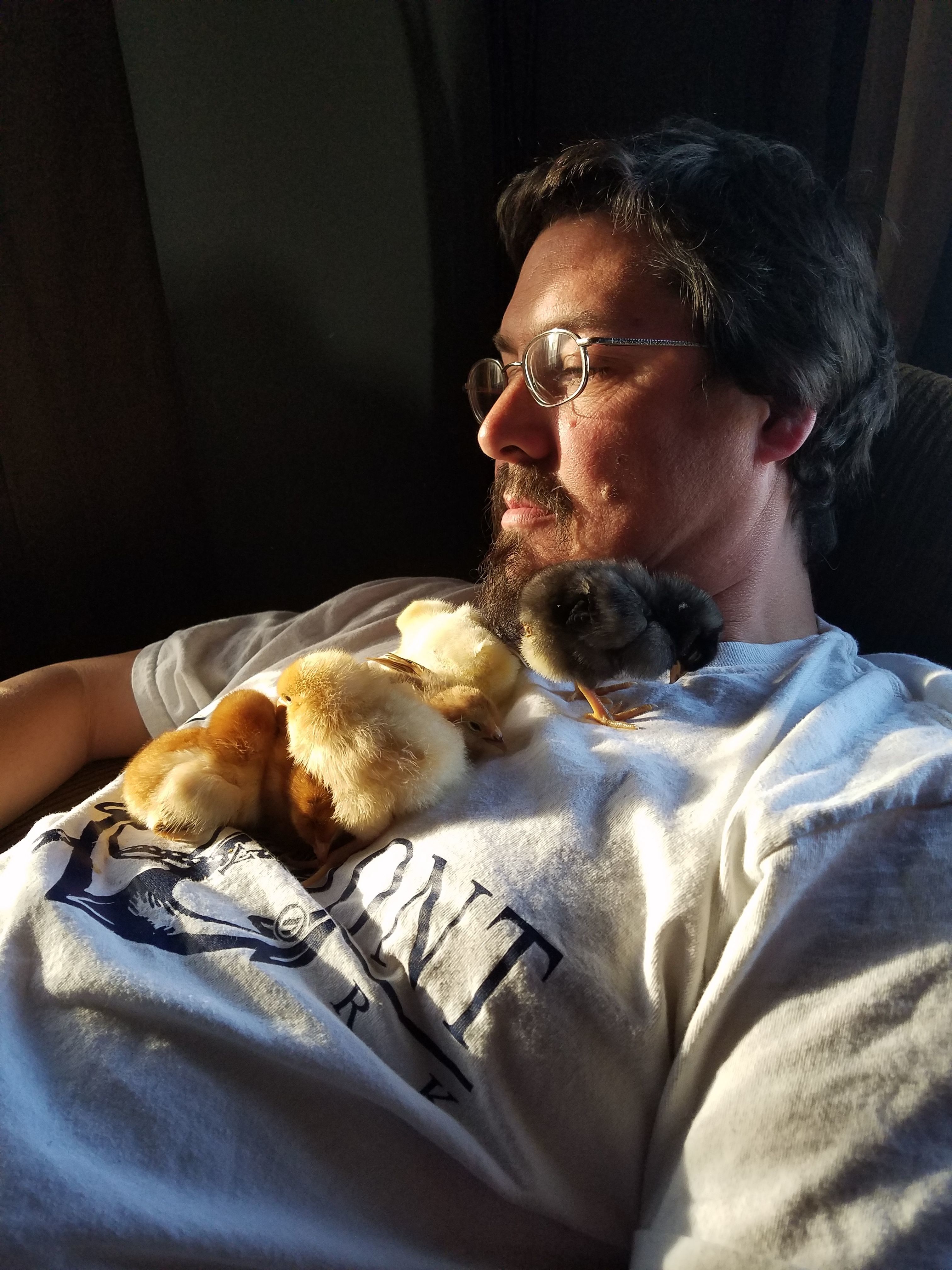 Hubby with his chicks