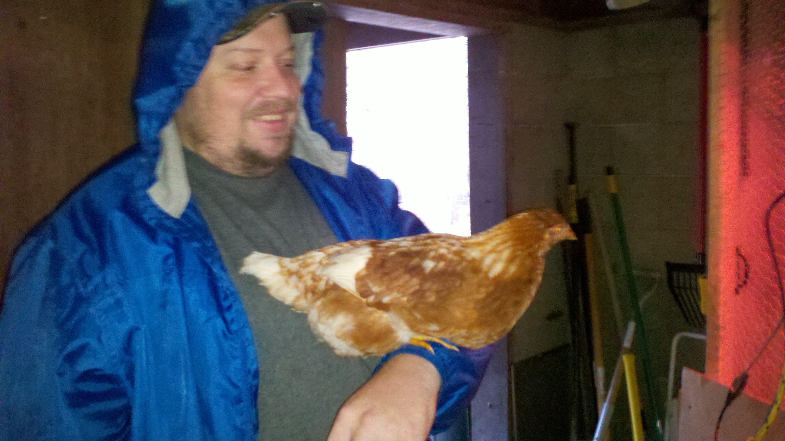 hubby with one of the 3 month old sex link pullets