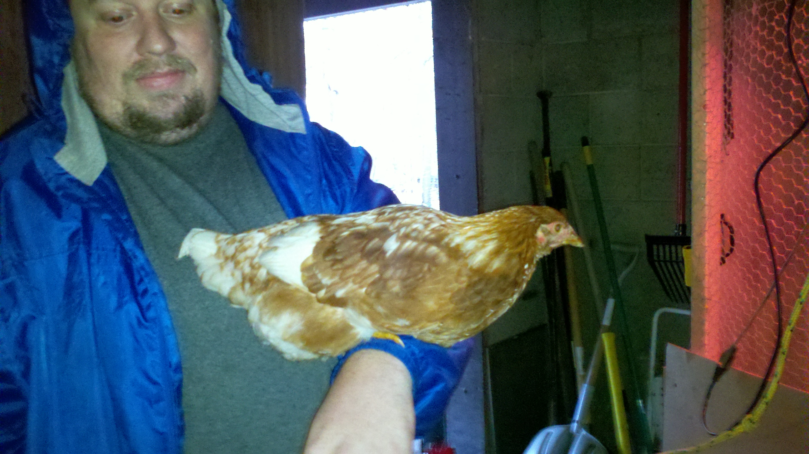 hubby with the pullet, they are so very friendly