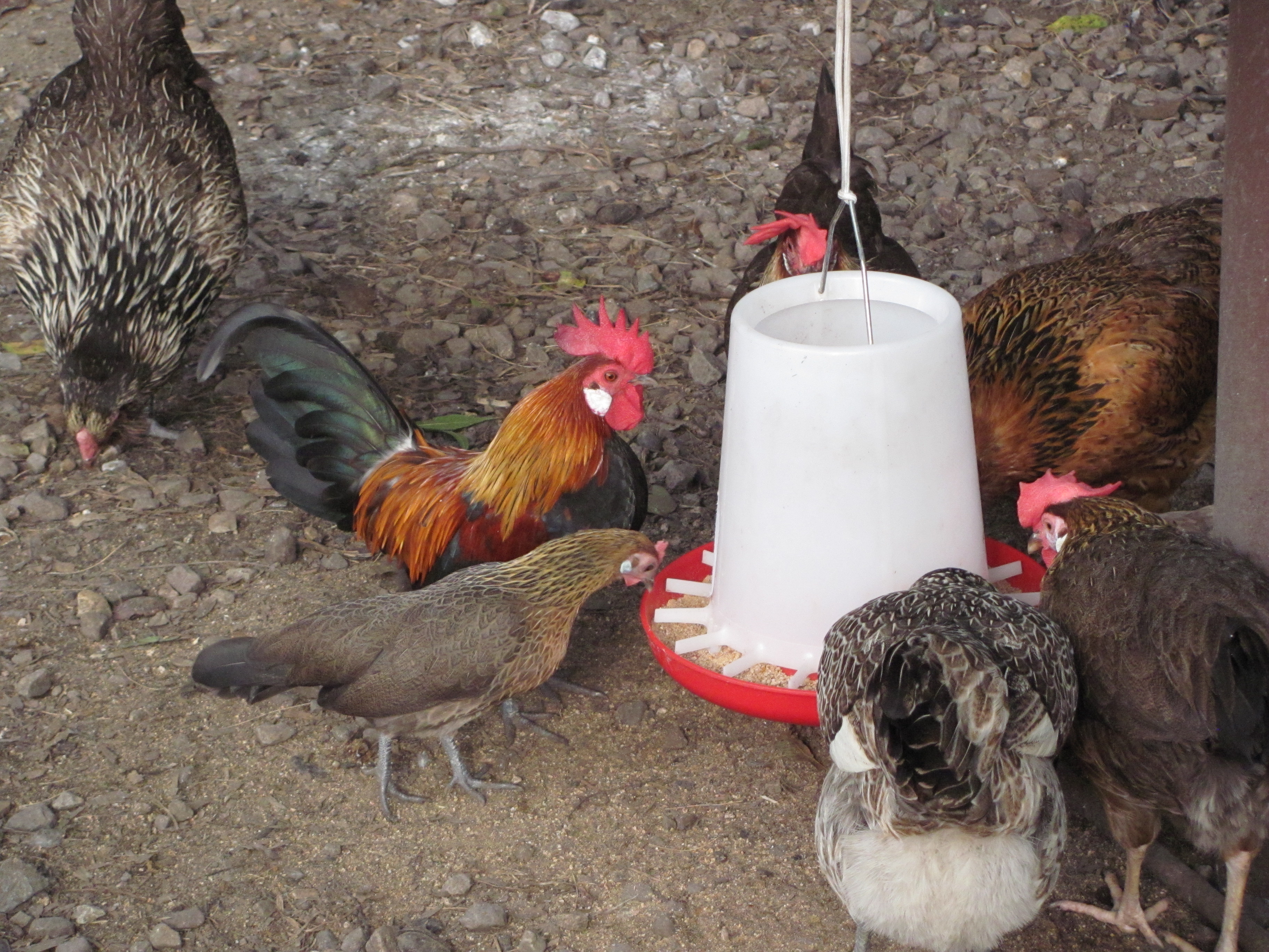 Huddle around the feeder