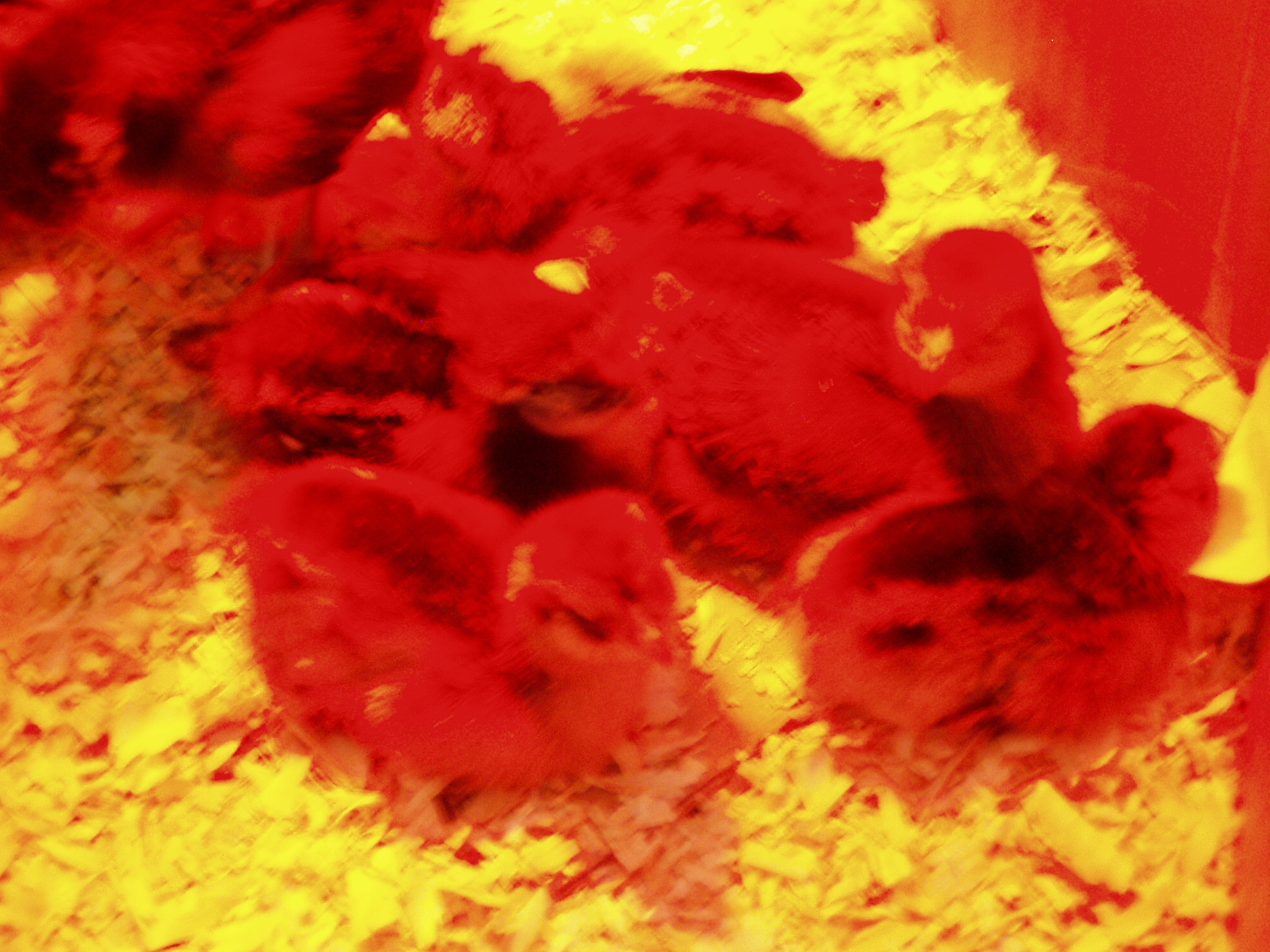 huddling
