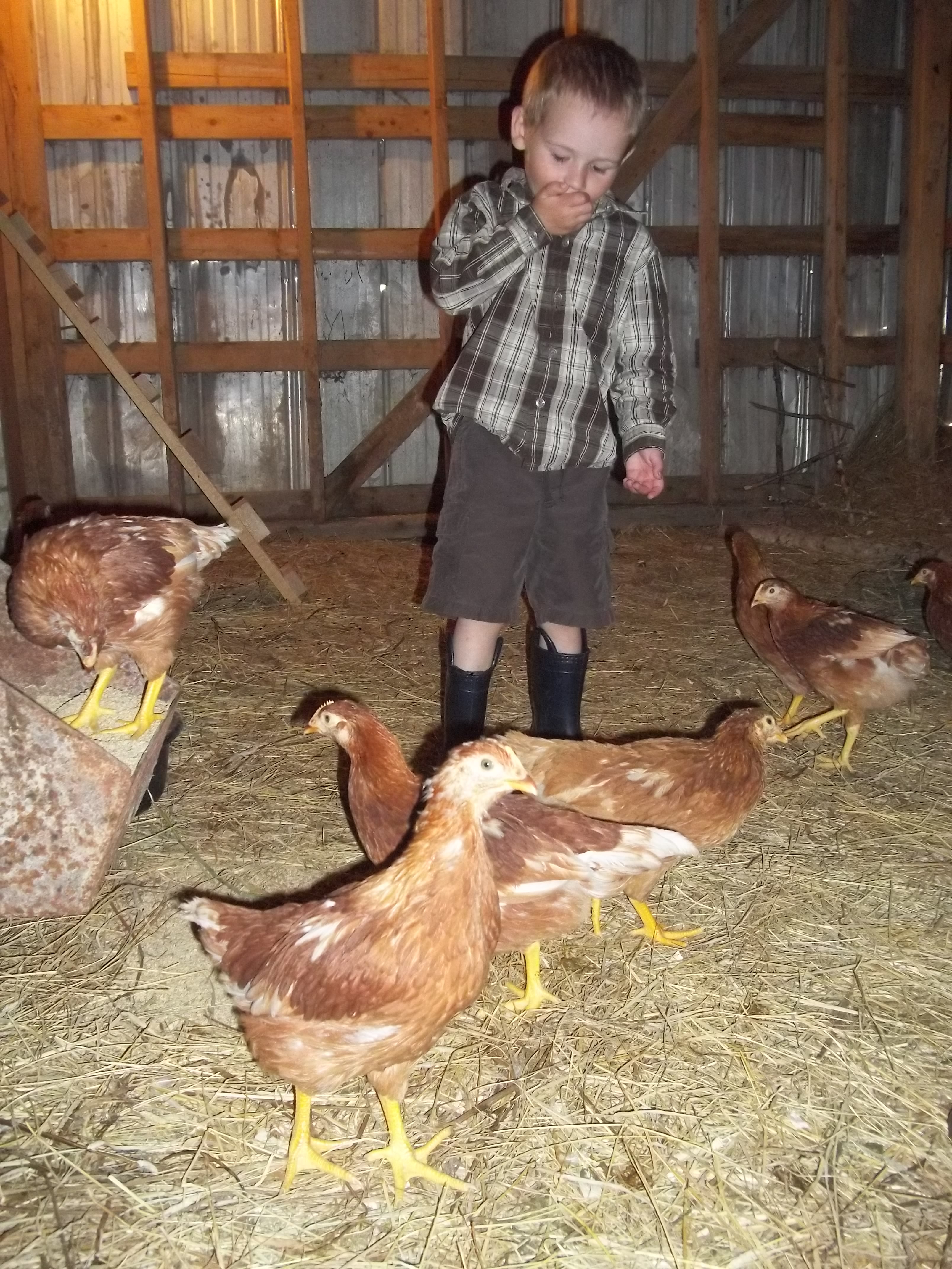 Hudson playing with the hens - July 2012