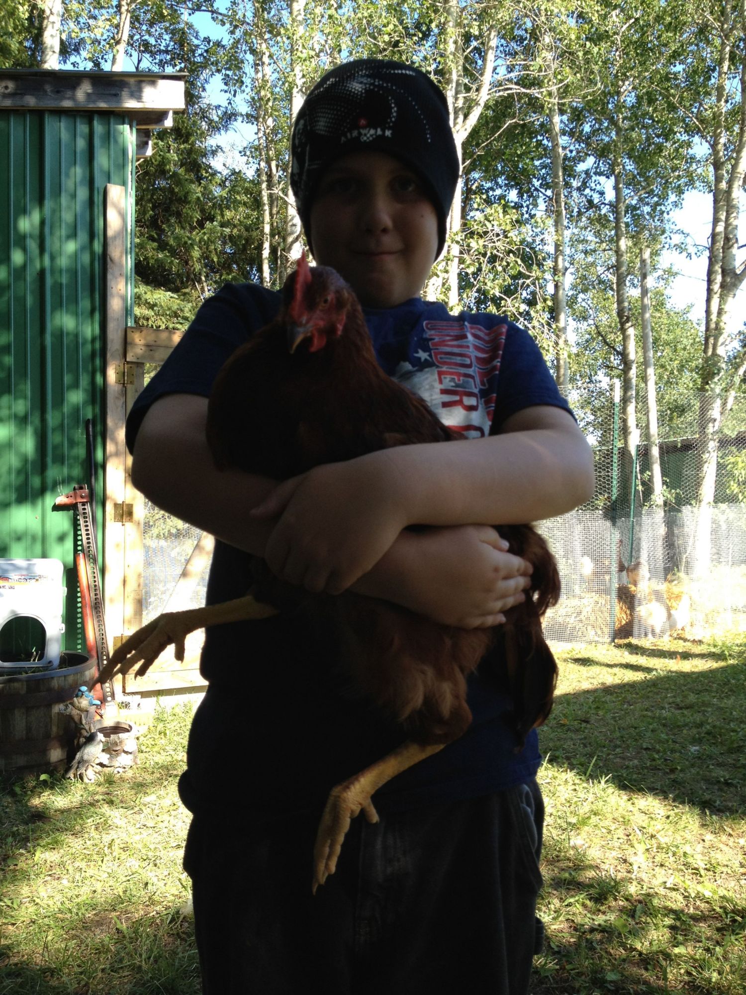 hug a chicken