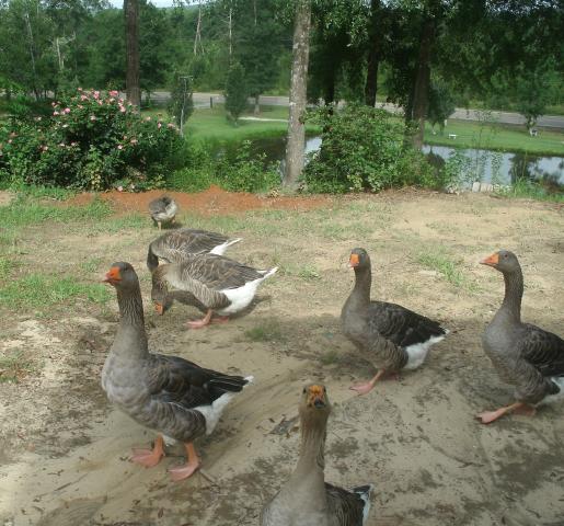 Hugo and his girls, plus Aubrieanne in the background near the roses.