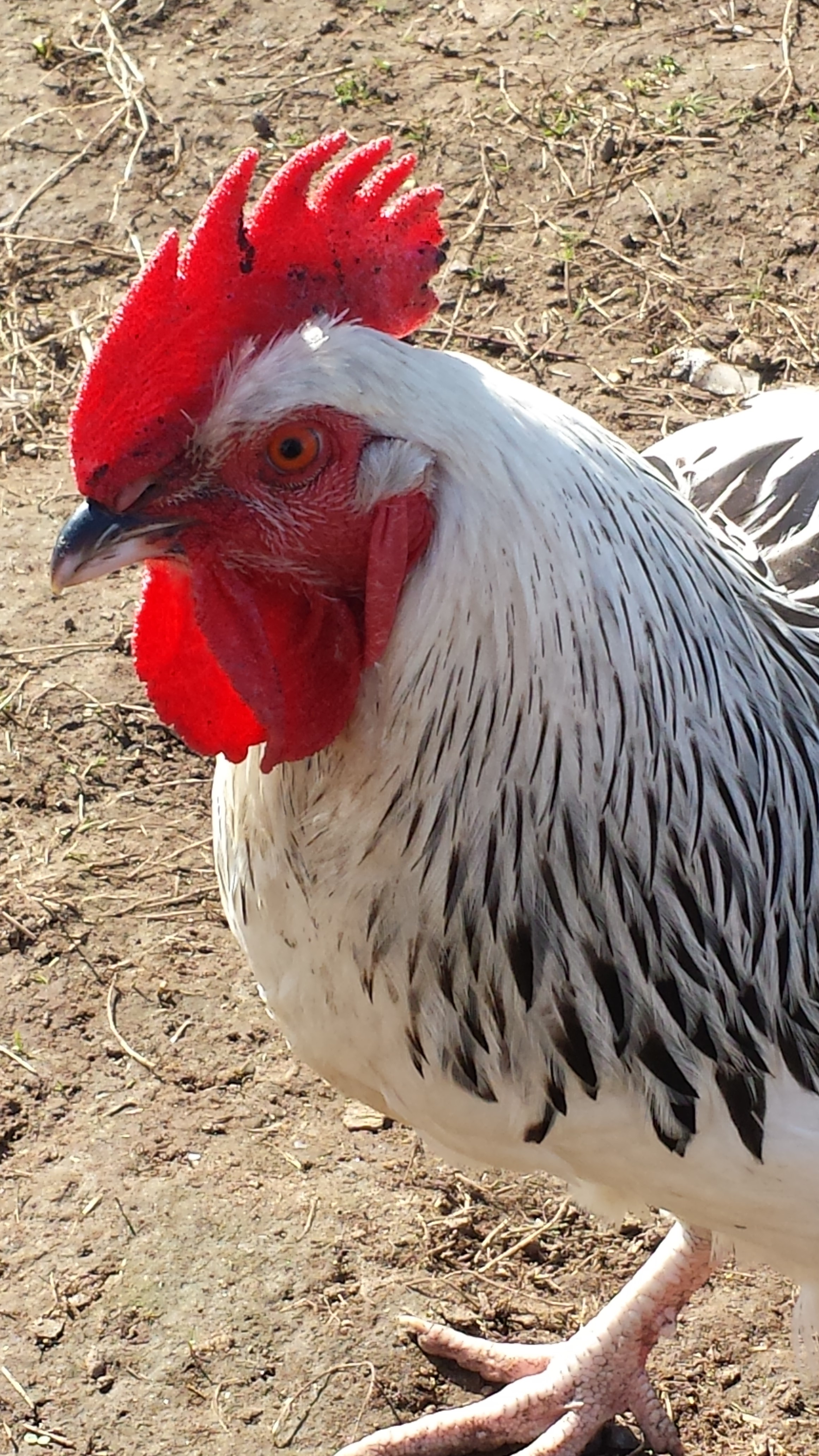 Hulk, my Light Sussex cockerel. So named because he is huge!