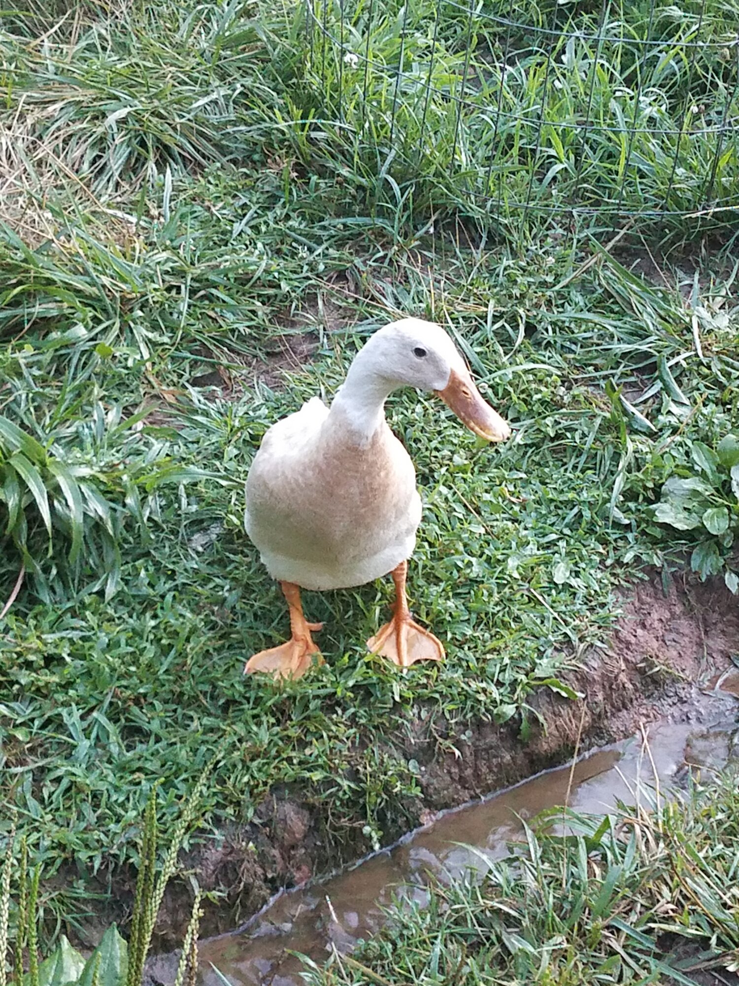 Humon! Stop taking pictures and fill up that water-bowl.