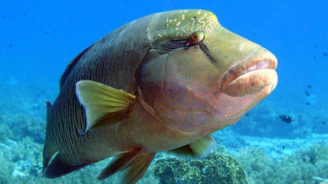 humphead wrass