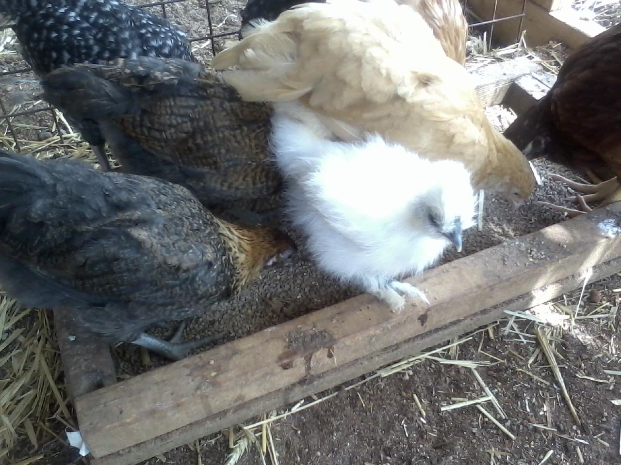 Hungry girls