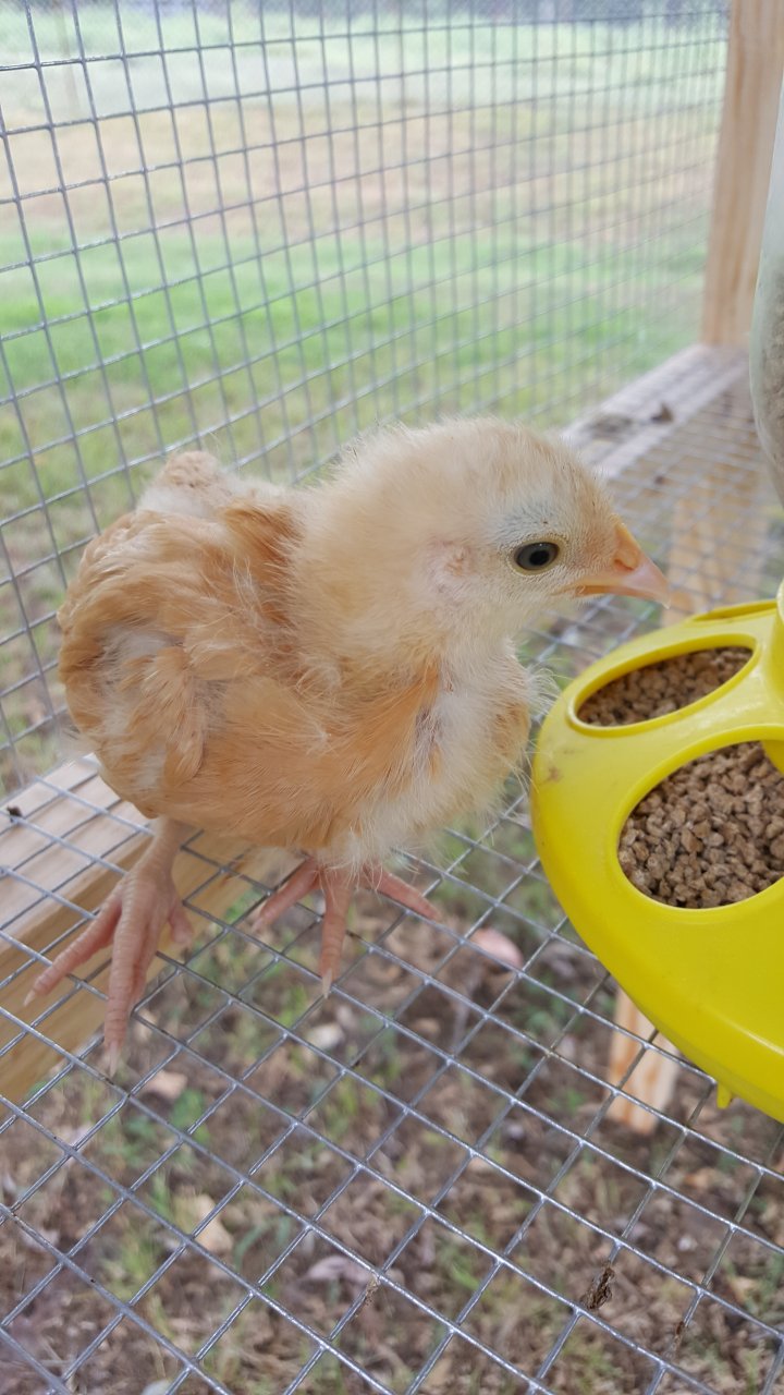 Hungry little Polly.