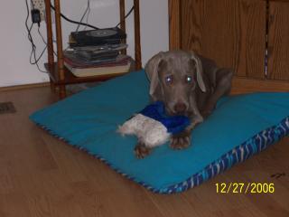Hunter as a puppy.