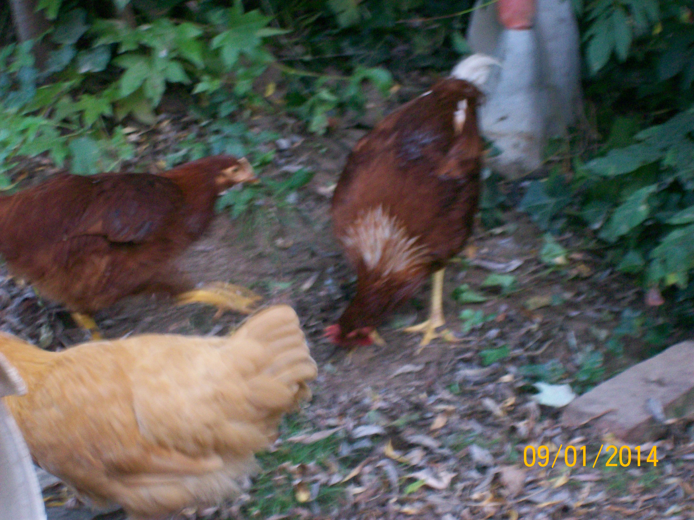 hurry its almost coop up time