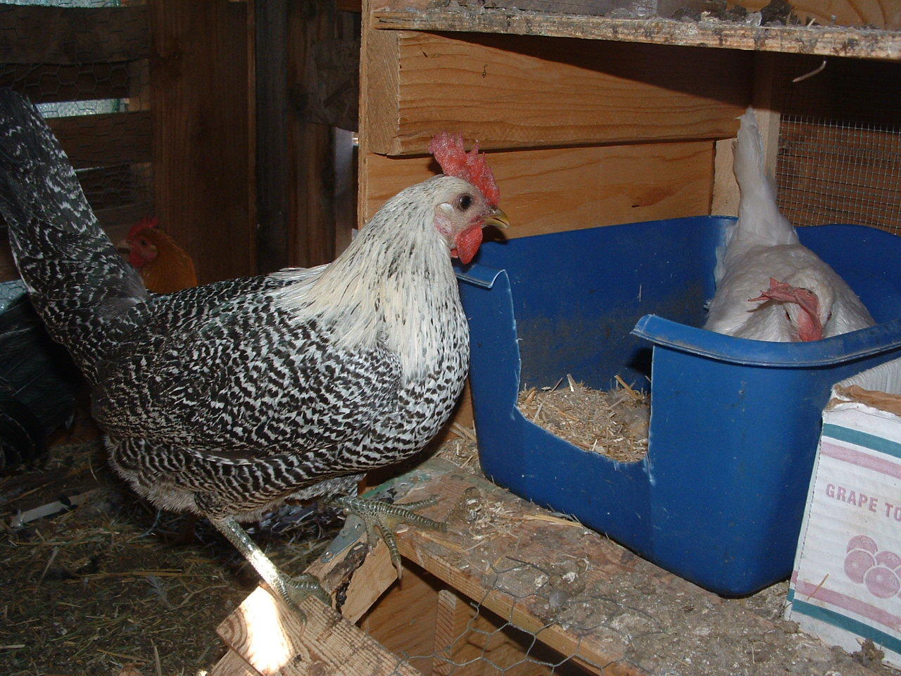 hurry up leghorn..I want that box.