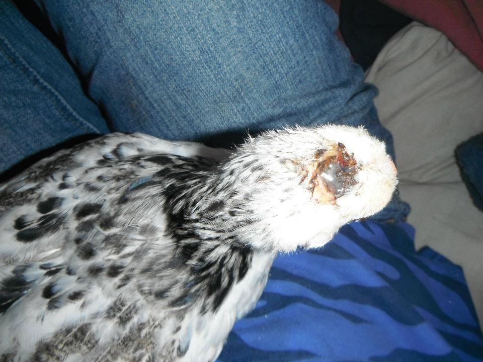 hurt baby chicken with medicine on, Neosporin.
