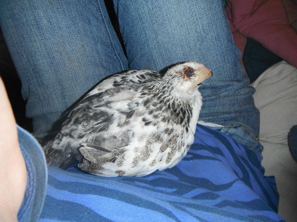 hurt chicken baby on my lap.