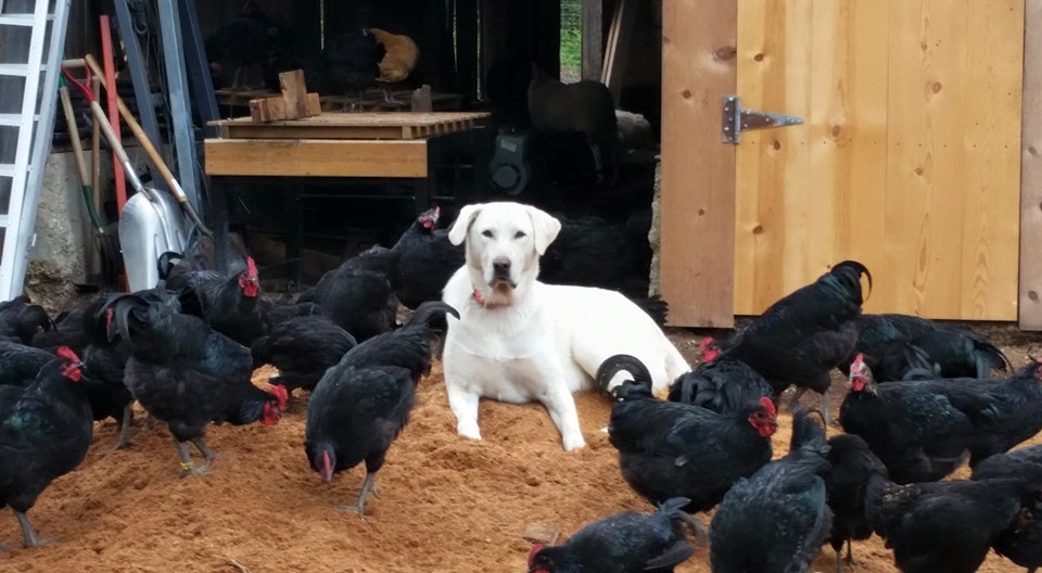 Hush Puppy And Chickens