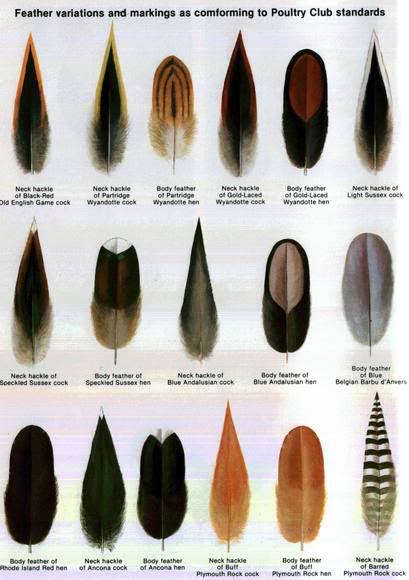 HUSNA'S FEATHERS