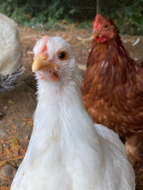 Hylia and Red!