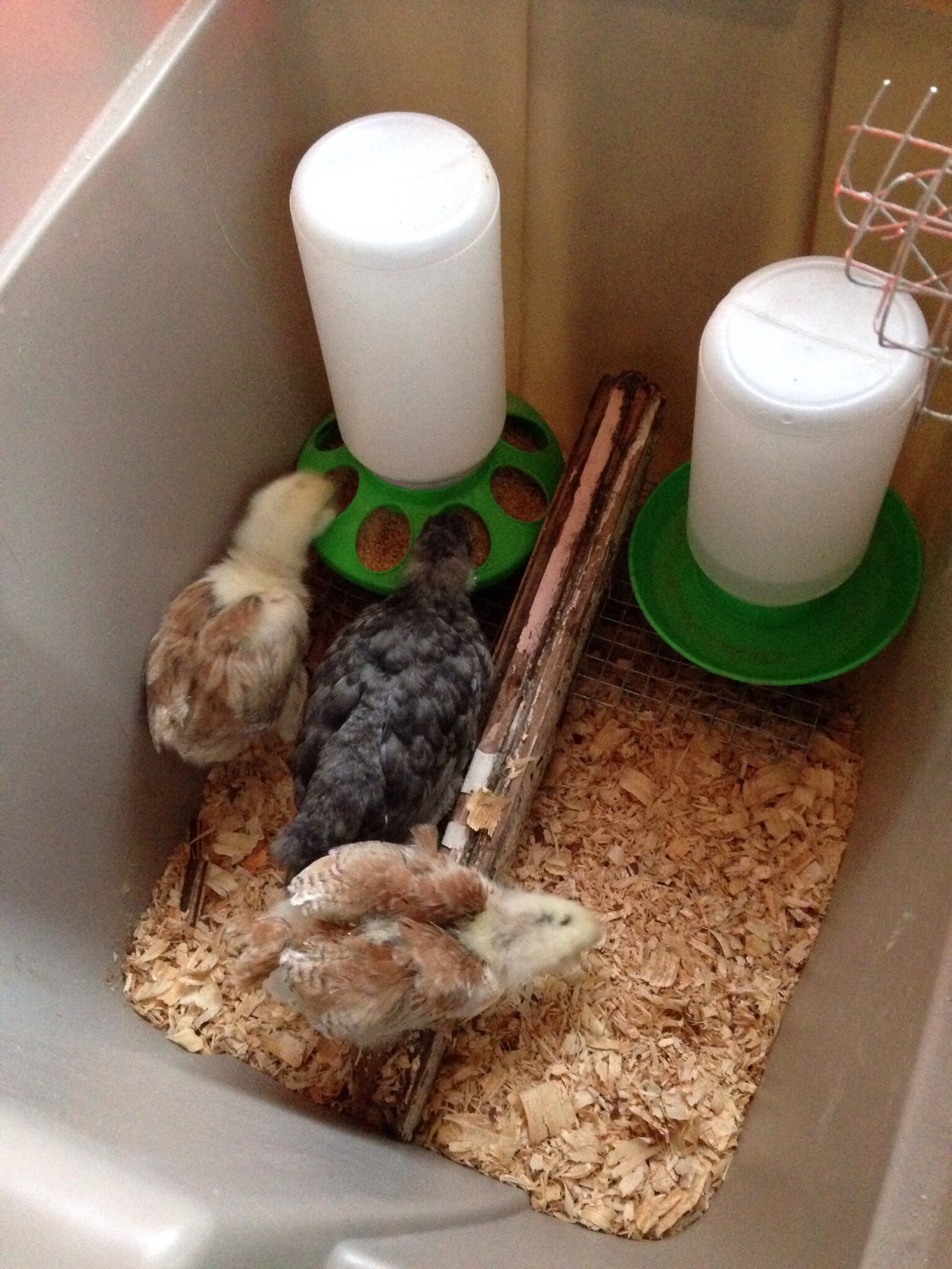 I added a little roost to their brooder. It wasn't the best spot; it only made it easier to poop in the water.