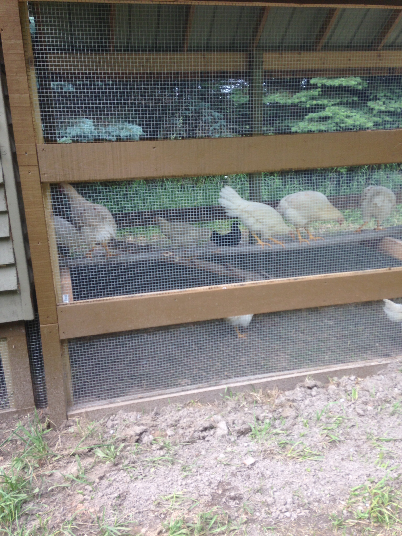 I added a roost in the run today, they were jumping up on it while I was putting it in.