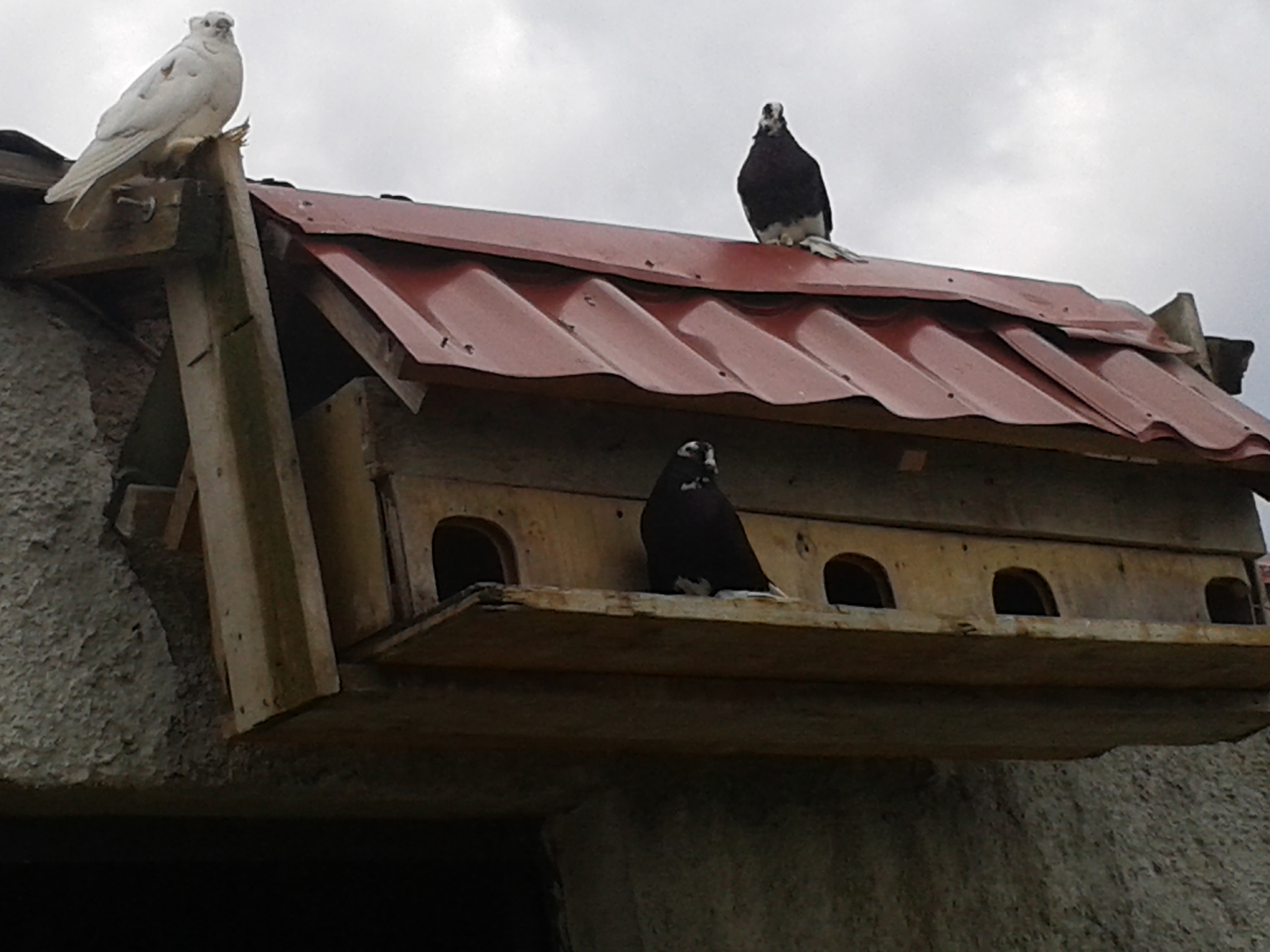 I also have pigeons :) .
