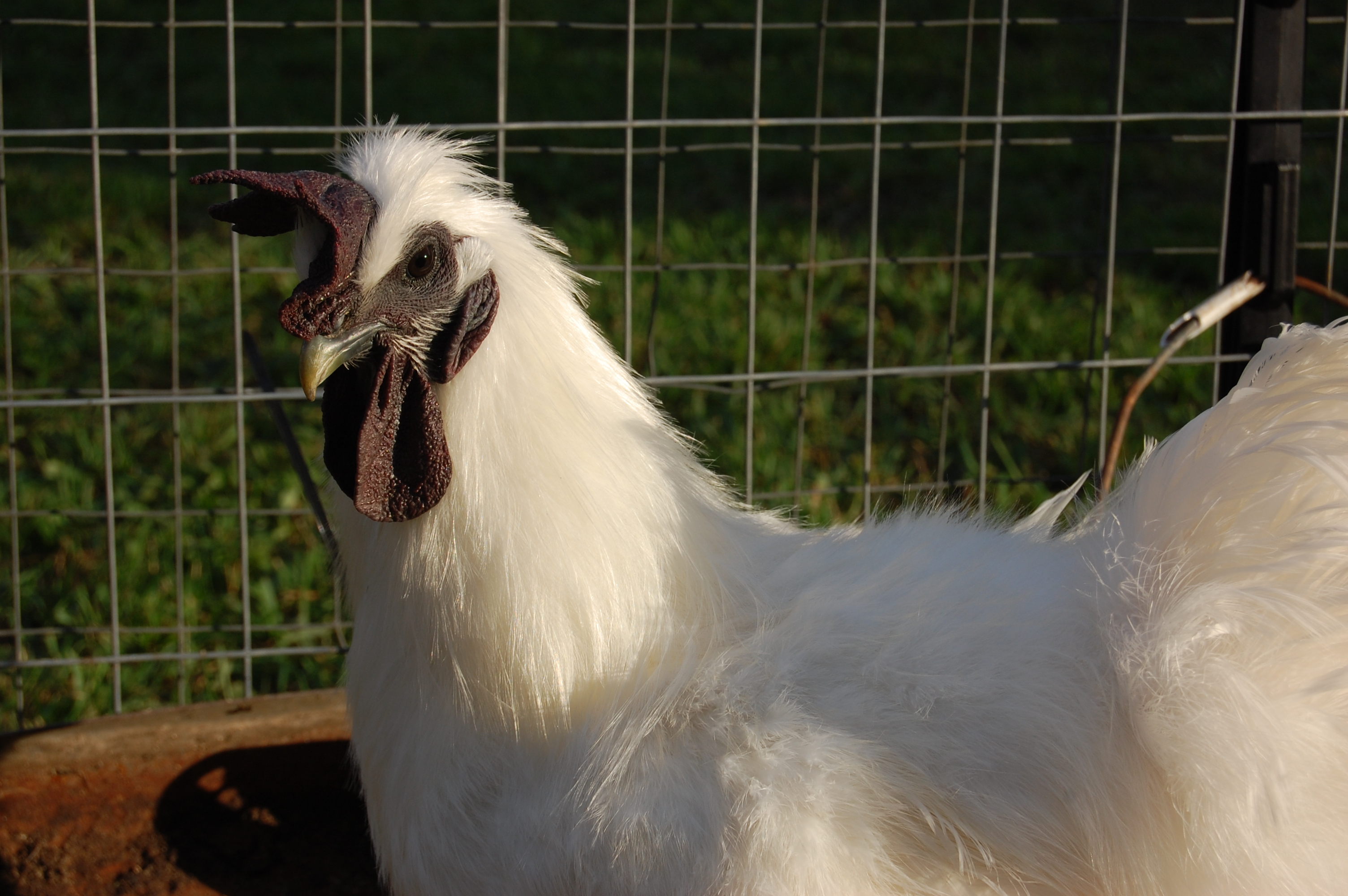 I am big..Fluffy like a silky..grey legs with some feathers..I'd rather live with the goats.