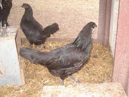 I am breeding our black wild cat blue to back hens to start a black side and it is working most from the blacks on black come black now,these blues have been bred 39 years with out any outside blood