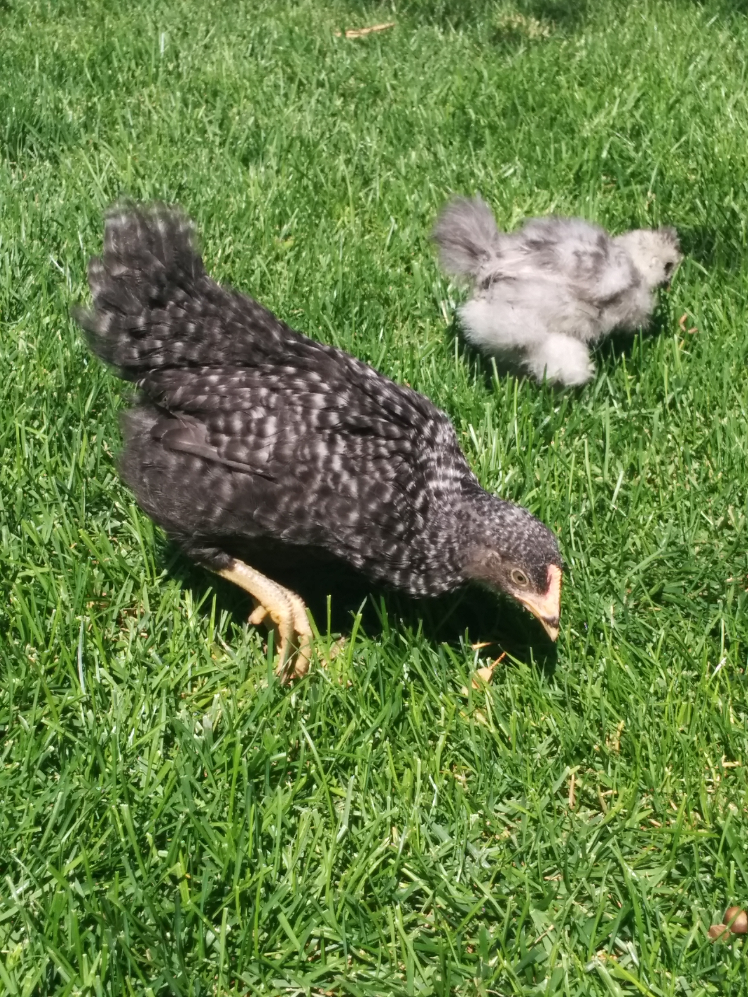 I am fairly certain she is a pullet at this point. She is very good natured but difficult to photo.