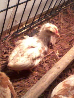 I am no expert (obviously) but I think this is a rooster in my golden comet's...I will be watching closely to see but I think I am spot on with this chick ;)