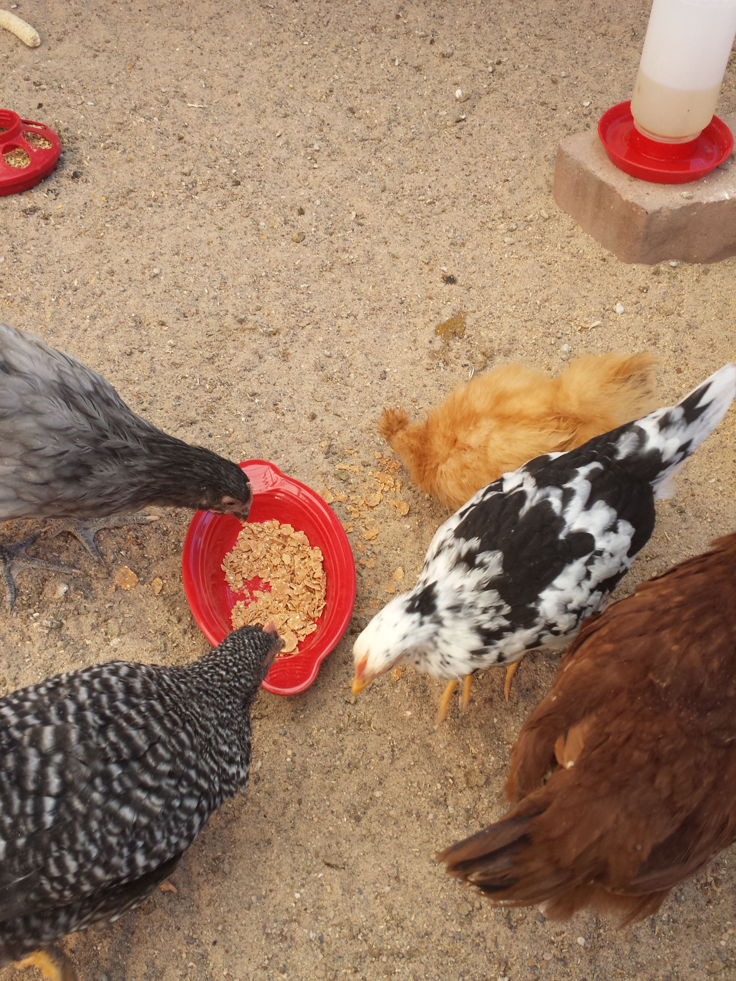 I am offering them some organic bran flake cereal in my red dish... they seemed to be interested...