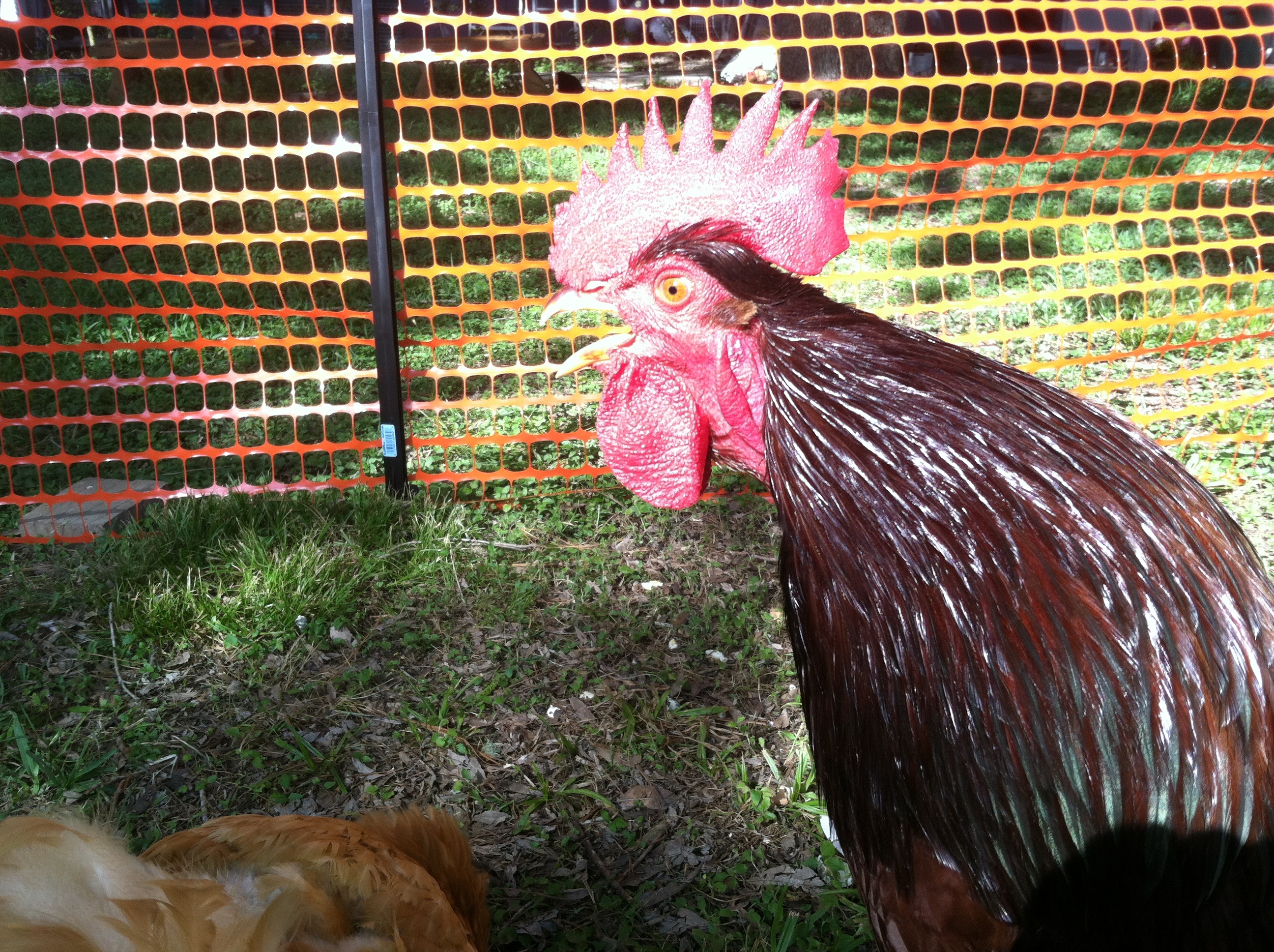 I am rooster, hear me crow!