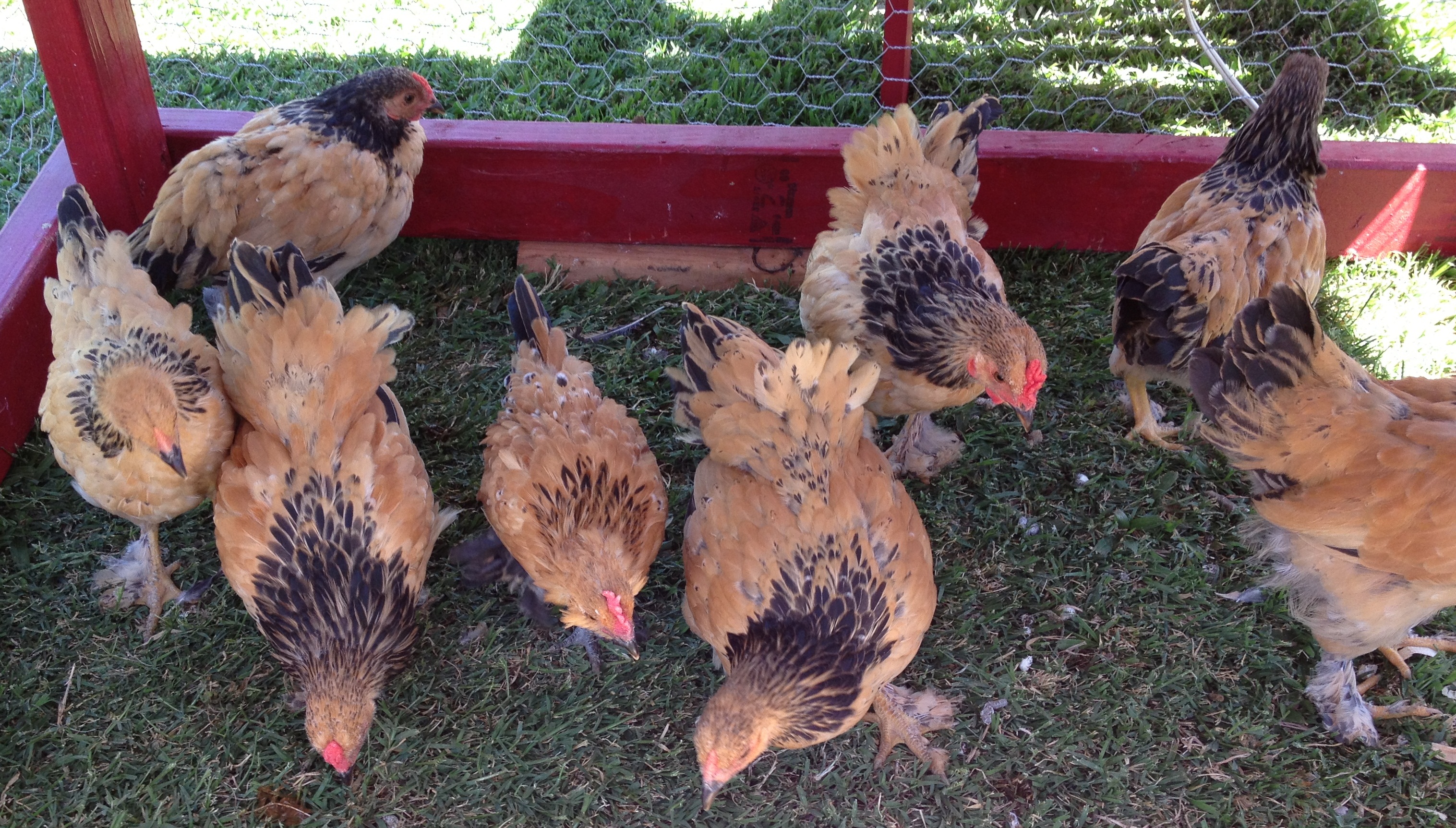 I am still trying to figure out the sex, I know for sure I have 3 hens and 3 roo's and 2 are undecided.