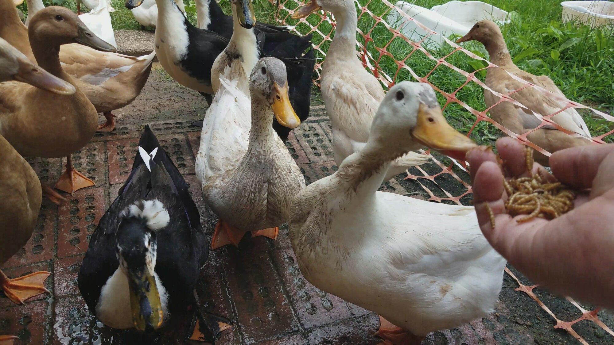 I am such a dirty duck!