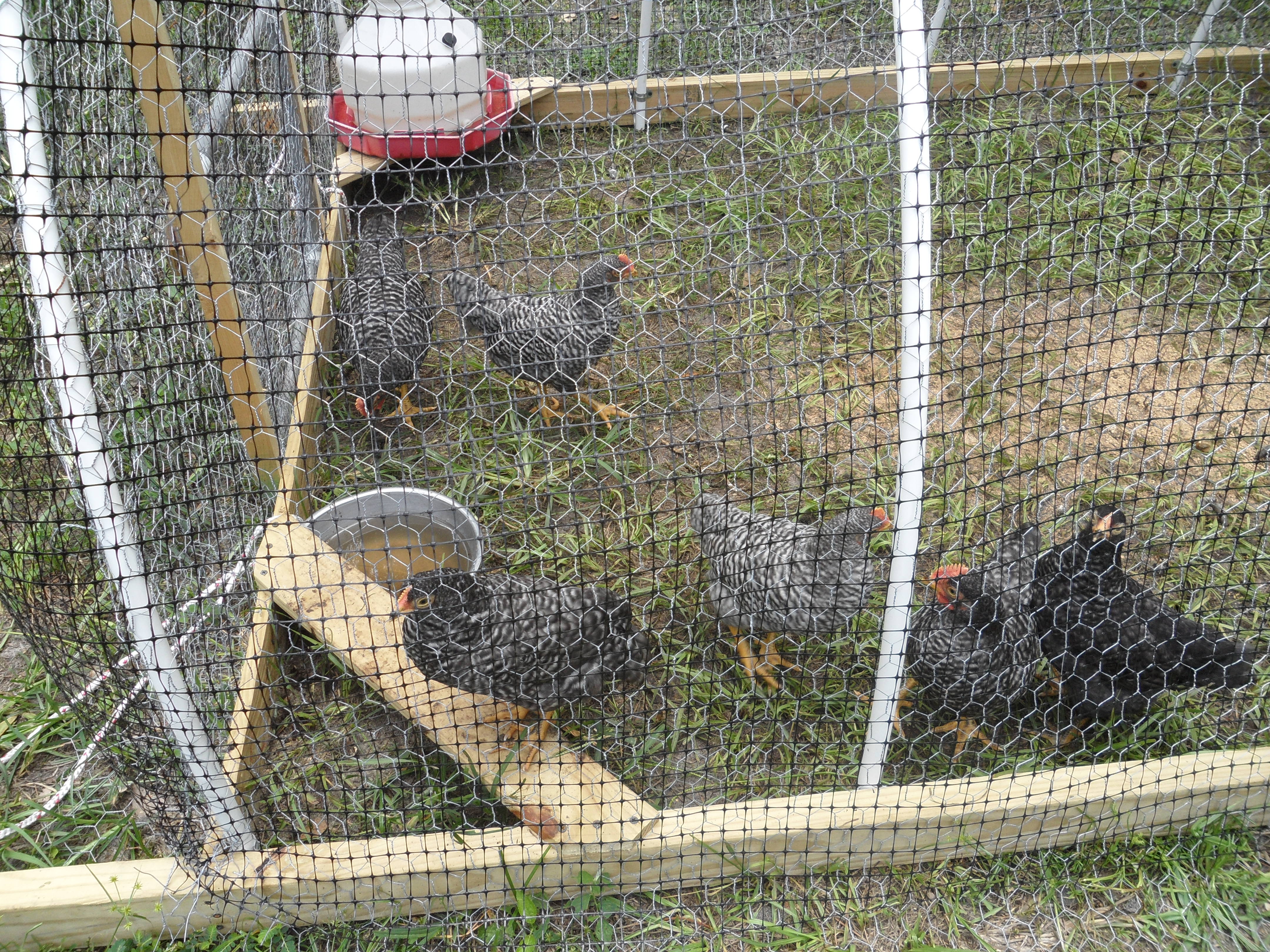 I am thinking I have 4 Roos and 2 hens. Wish it were the other way around.
