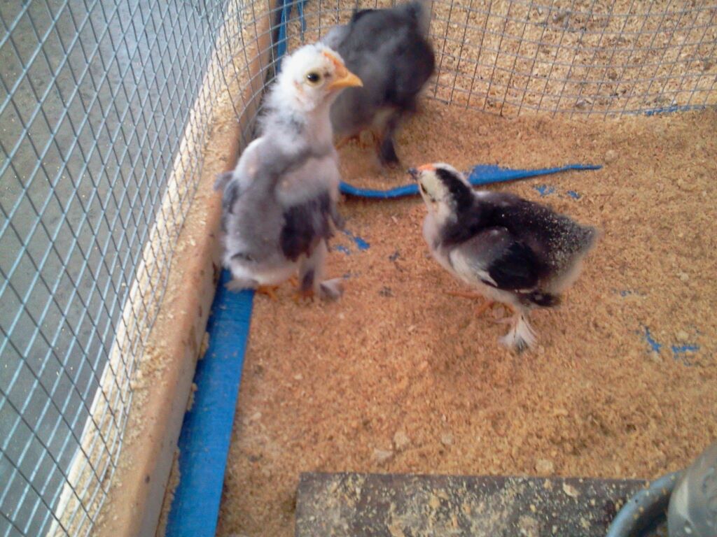 I am trying to figure out what these little ones are.  I know they are Cochin Bantams or at least I think they are.  Not sure if hens or cockerels.