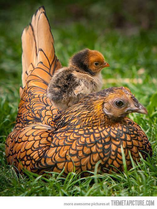 I am trying to find out what type of chicken this is.  Anyone out there have any ideas?
