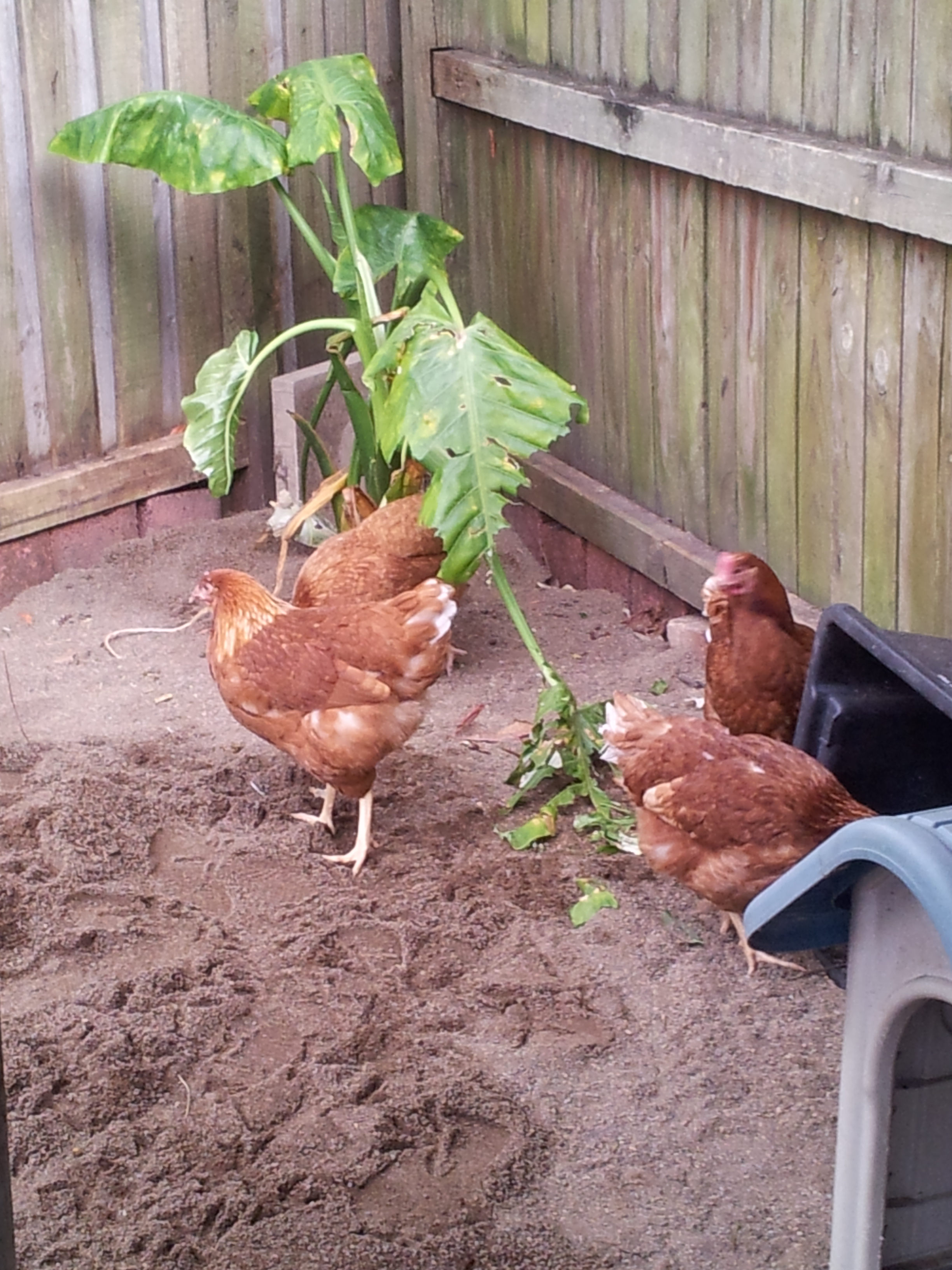 I am very happy that I have taken the plunge and gotten the chooks. I would have done this years ago but I was scared about getting them and having them become fox food. I am doing everything that i can to ensure that this will never occur.